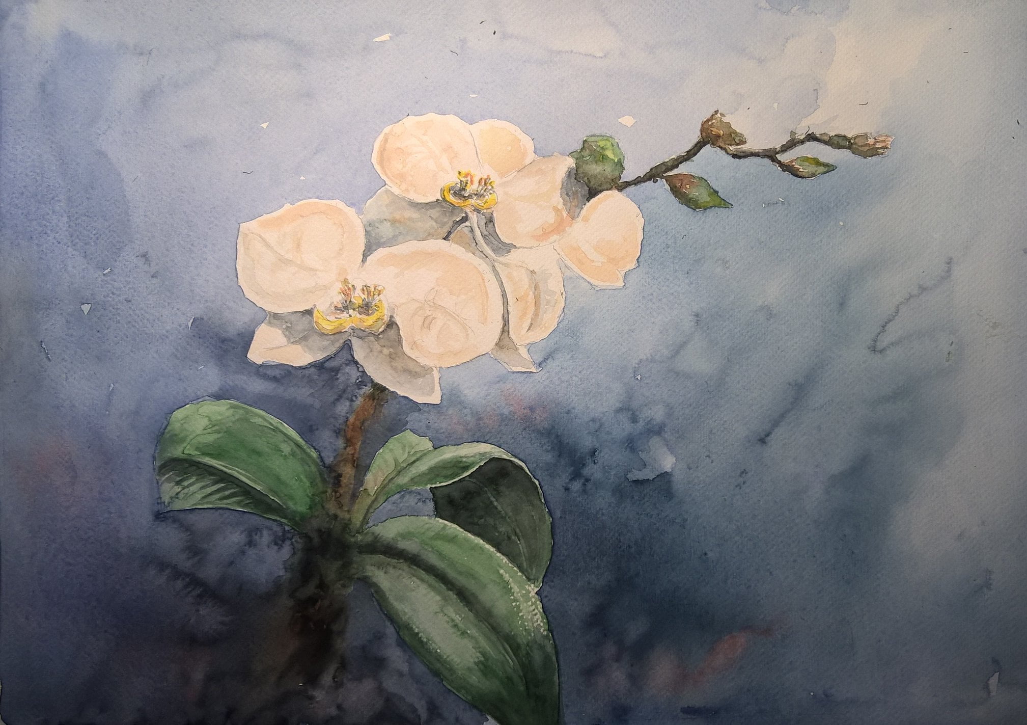 70683250_1727255184075257_8610428887446323200_n